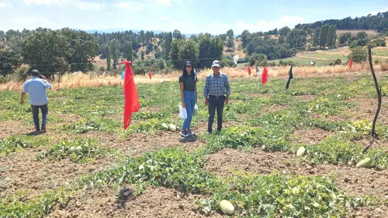 Emet Göncek köyünde organik kavun üretim alanları denetlendi