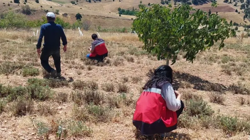 Hisarcık Karbasan köyünde organik adaçayı üretim alanları denetlendi