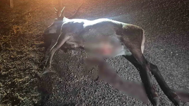 Bilecik’te otomobilin çarptığı geyik telef oldu