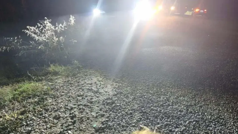 Bilecik’te otomobilin çarptığı domuzlar telef oldu