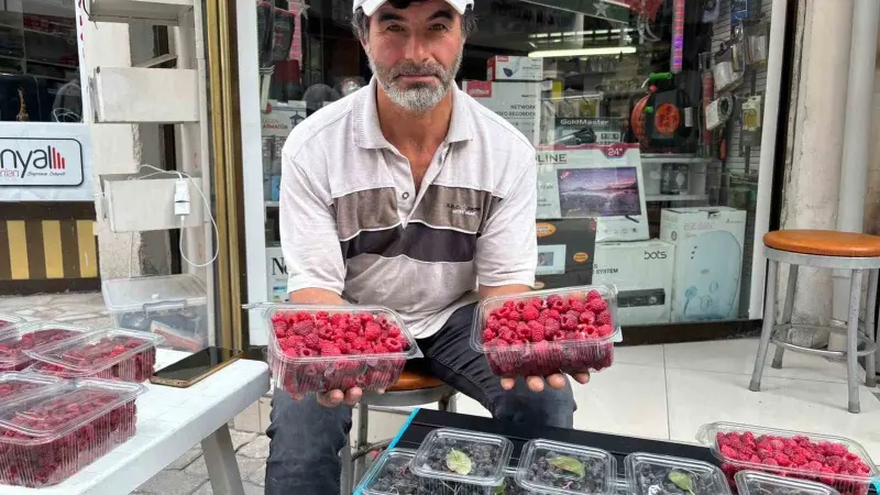 Kıraç arazileri aronya ve ahududugil yetiştirerek değerlendirdi