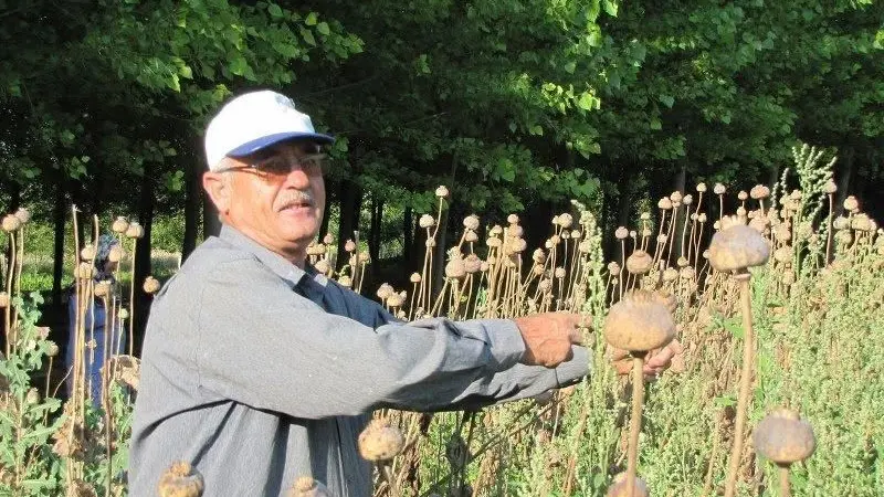 Üreticilerden haşhaş tohumu alımı yapılacak