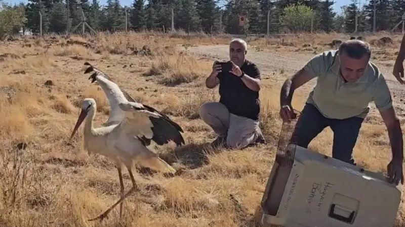 Ölen eşinin başında 5 gün boyunca bekleyen leylek tedavisinin ardından doğaya salındı