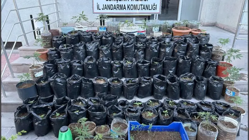 Jandarma saksılarda yetiştirilen 161 kök kenevir bitkisi ile esrar ele geçirdi