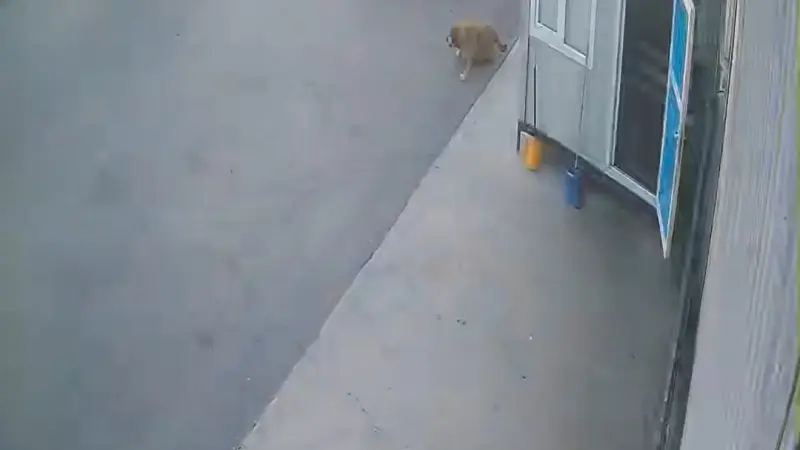 Görenlerin içini sızlatan görüntü