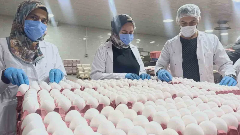 Yumurta fiyatlarına kısa vadede zam beklenmiyor