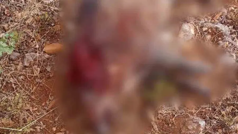 Sivrihisar’da tarım arazilerine zarar veren yaban domuzları avlandı
