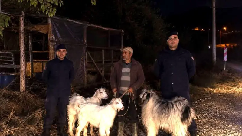 Bilecik’te kaybolan 5 küçükbaş hayvan bulundu